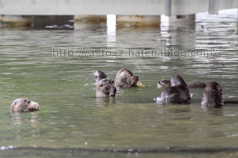 f:id:otters_yvonne:20191226170326j:plain