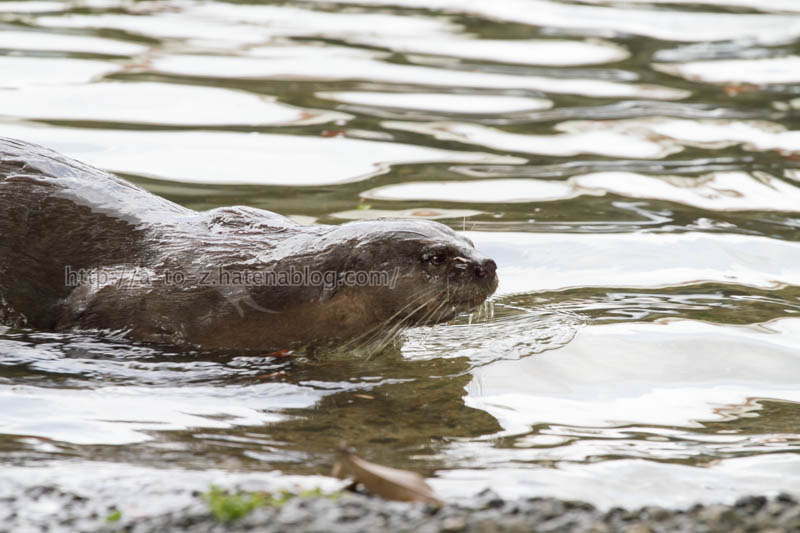 f:id:otters_yvonne:20191226170331j:plain