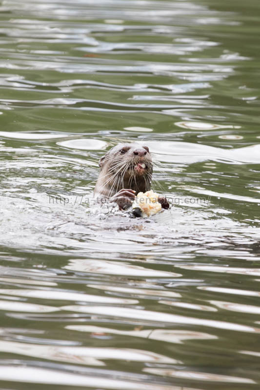 f:id:otters_yvonne:20191226170339j:plain