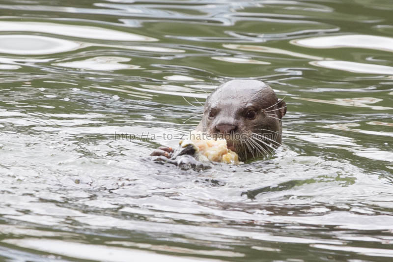 f:id:otters_yvonne:20191226170343j:plain