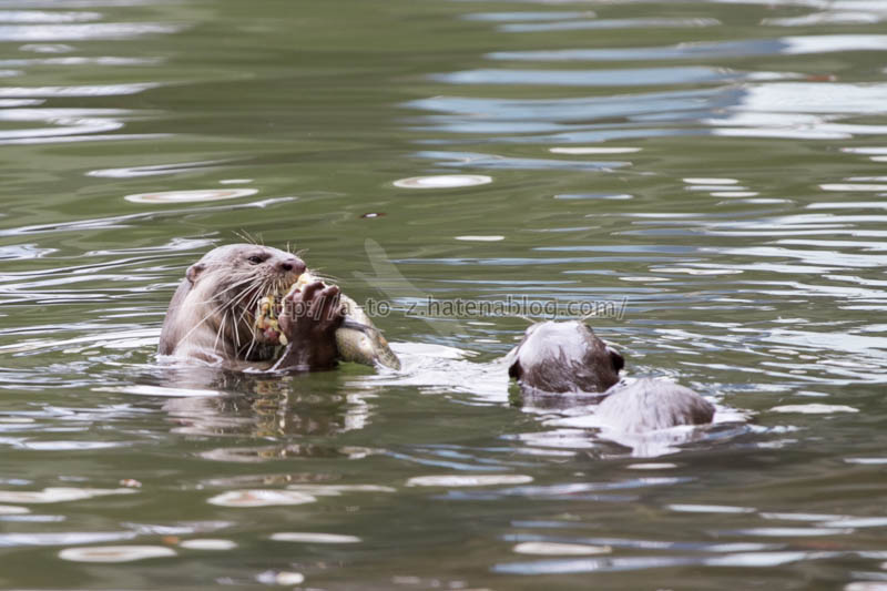 f:id:otters_yvonne:20191226170347j:plain