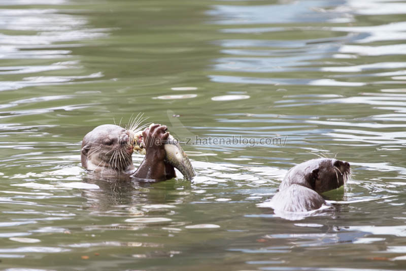 f:id:otters_yvonne:20191226170351j:plain