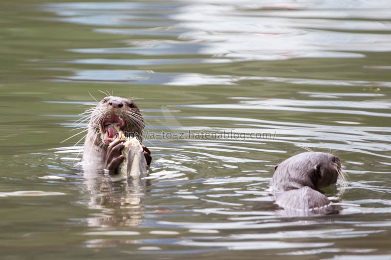 f:id:otters_yvonne:20191226170359j:plain