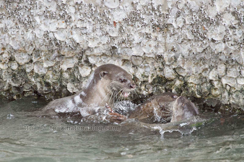 f:id:otters_yvonne:20191226170407j:plain