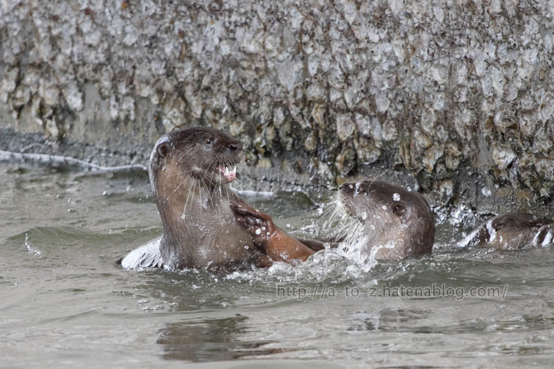 f:id:otters_yvonne:20191226170411j:plain