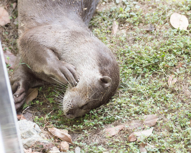 f:id:otters_yvonne:20191226170415j:plain