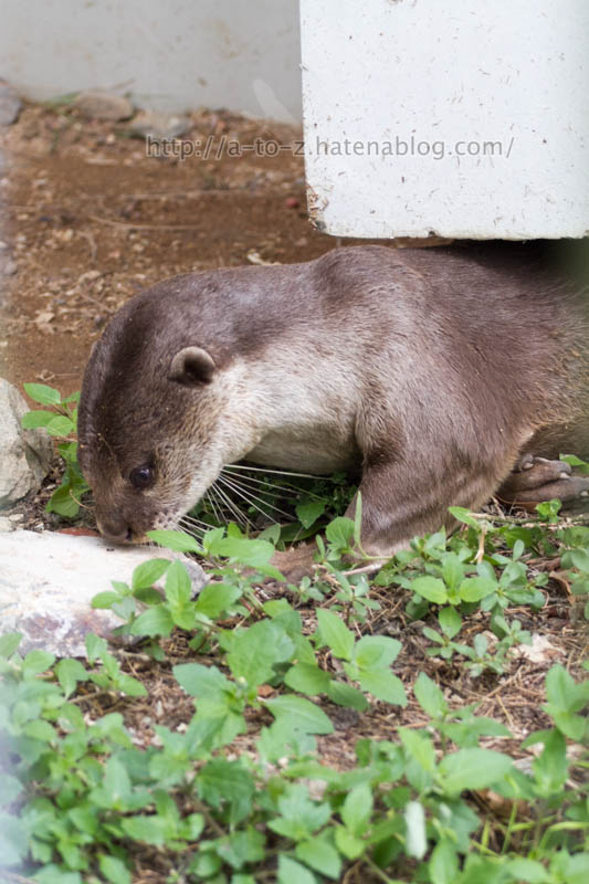 f:id:otters_yvonne:20191226170423j:plain