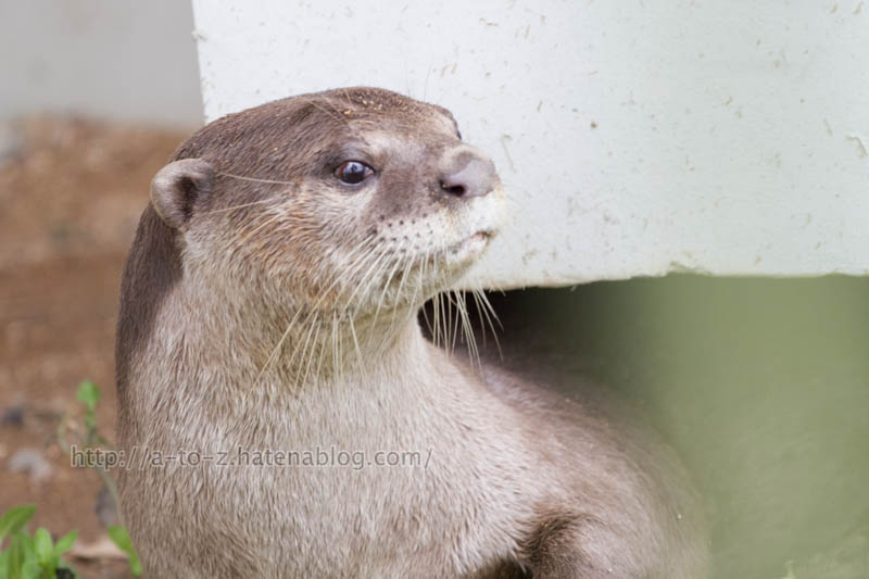 f:id:otters_yvonne:20191226170427j:plain