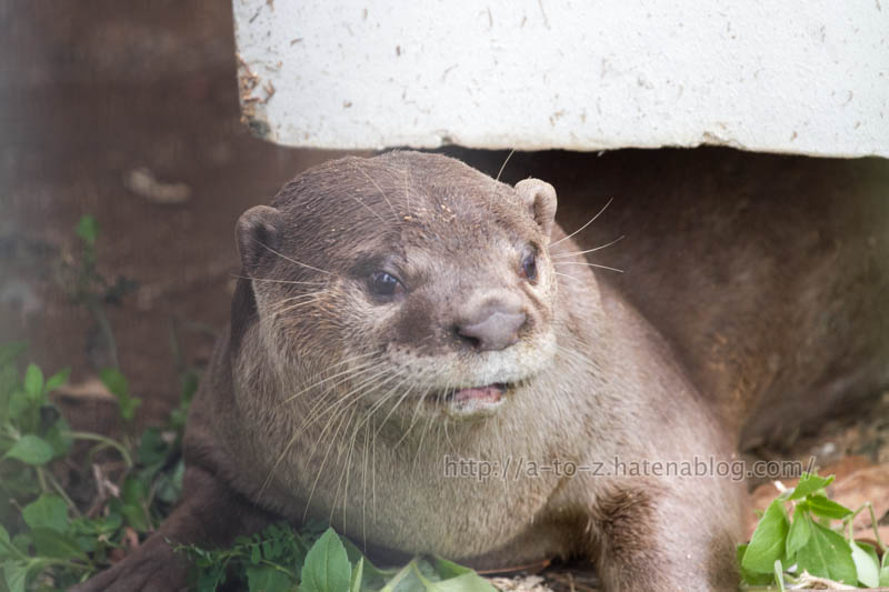 f:id:otters_yvonne:20191226170432j:plain