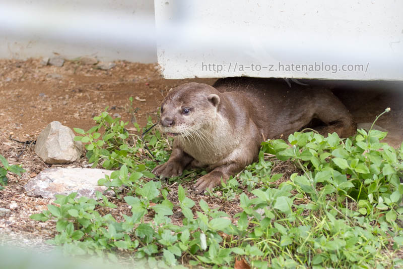 f:id:otters_yvonne:20191226170435j:plain