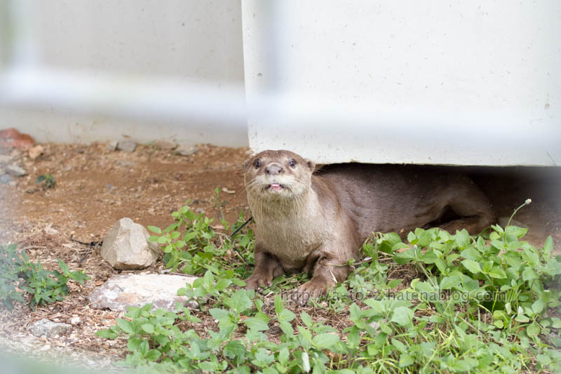 f:id:otters_yvonne:20191226170439j:plain