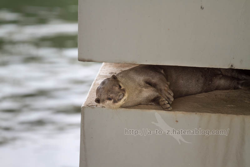 f:id:otters_yvonne:20191226170443j:plain