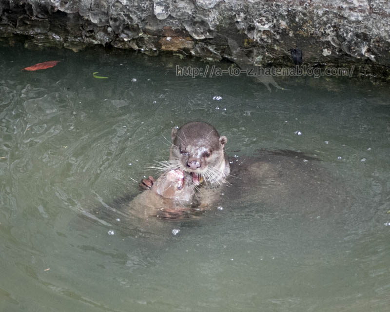 f:id:otters_yvonne:20191226170454j:plain