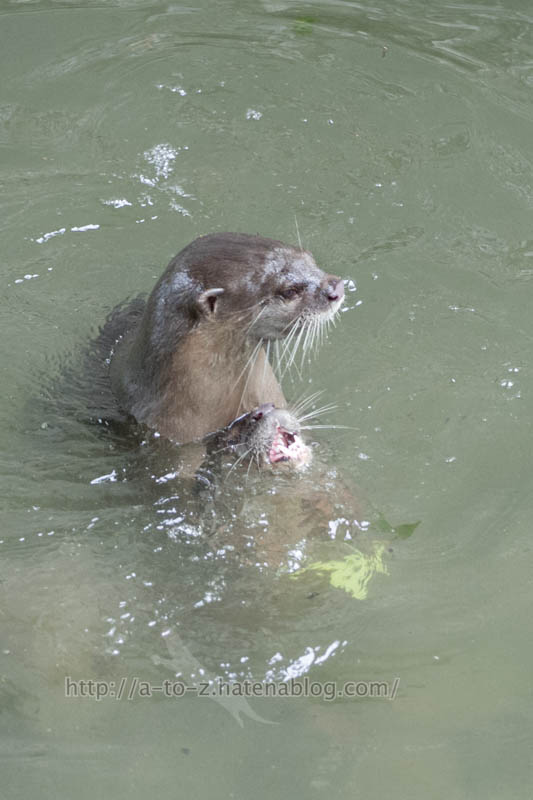 f:id:otters_yvonne:20191226170458j:plain