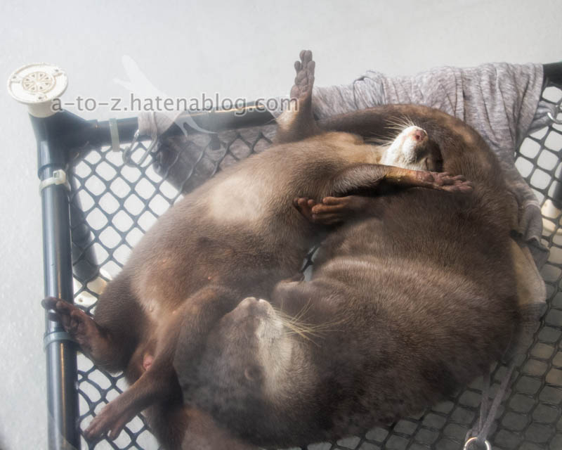 f:id:otters_yvonne:20201207101141j:plain