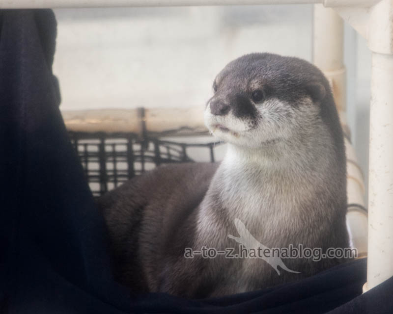 f:id:otters_yvonne:20201207101146j:plain