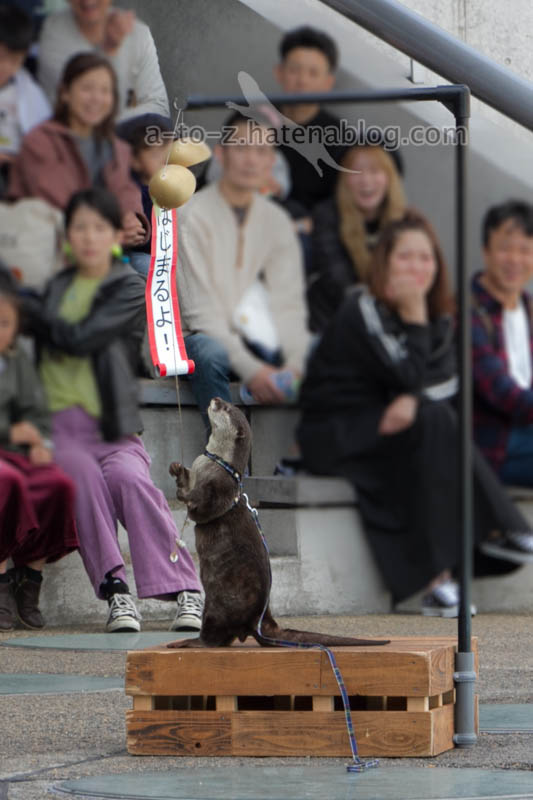 f:id:otters_yvonne:20201207101207j:plain