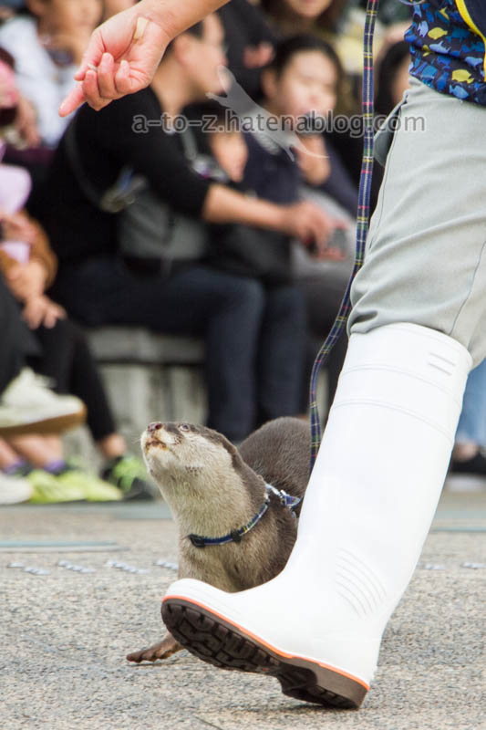 f:id:otters_yvonne:20201207101215j:plain