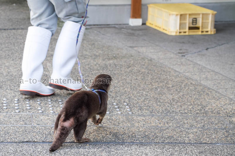 f:id:otters_yvonne:20201207101219j:plain