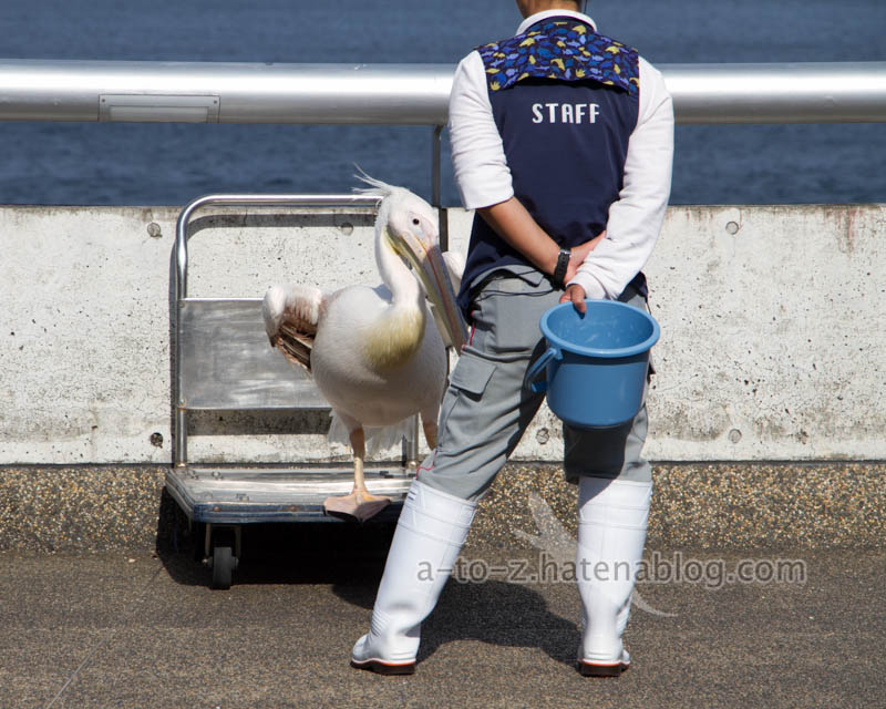 f:id:otters_yvonne:20201207101223j:plain