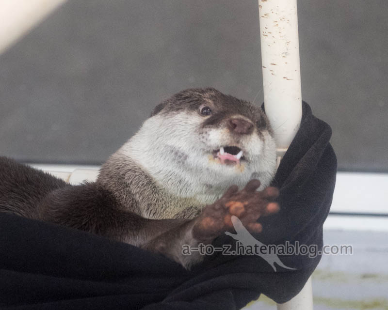 f:id:otters_yvonne:20201207101228j:plain