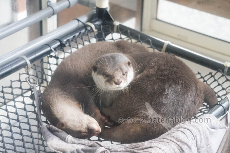 f:id:otters_yvonne:20201207101231j:plain