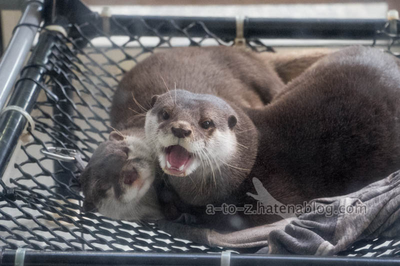 f:id:otters_yvonne:20201207101235j:plain