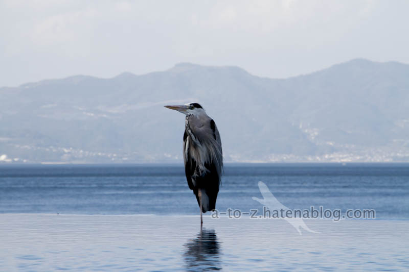 f:id:otters_yvonne:20201207101243j:plain