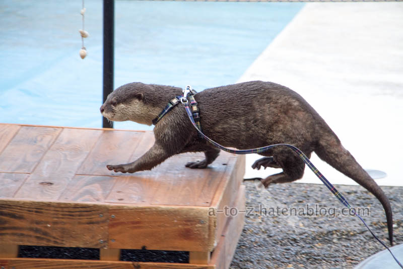 f:id:otters_yvonne:20201207101255j:plain