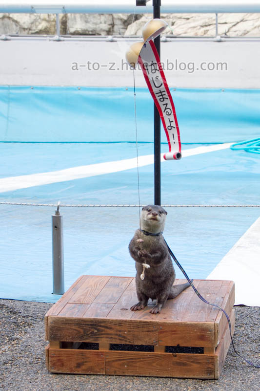 f:id:otters_yvonne:20201207101300j:plain