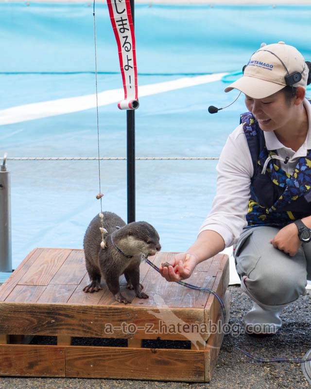 f:id:otters_yvonne:20201207101304j:plain