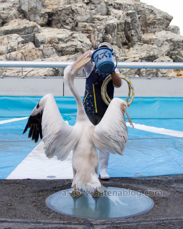 f:id:otters_yvonne:20201207101309j:plain