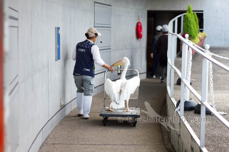 f:id:otters_yvonne:20201207101314j:plain