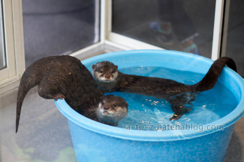 f:id:otters_yvonne:20201207101318j:plain