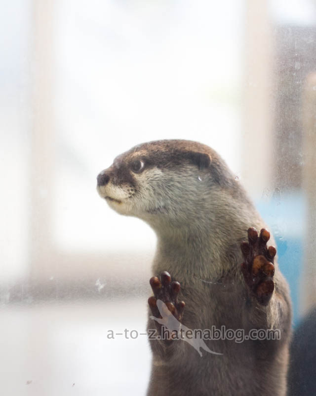 f:id:otters_yvonne:20201207101326j:plain