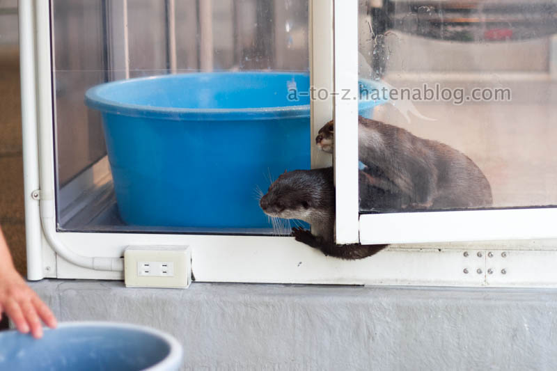 f:id:otters_yvonne:20201207101330j:plain