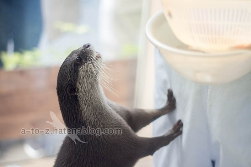 f:id:otters_yvonne:20201207101333j:plain