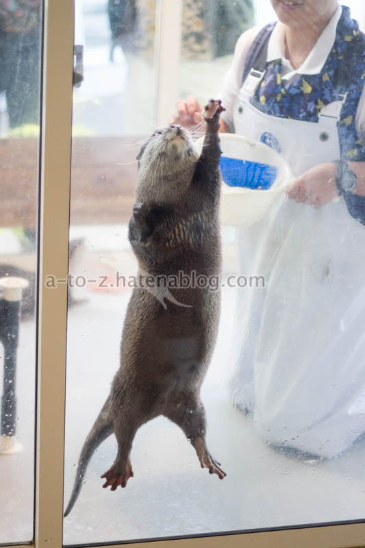 f:id:otters_yvonne:20201207101337j:plain