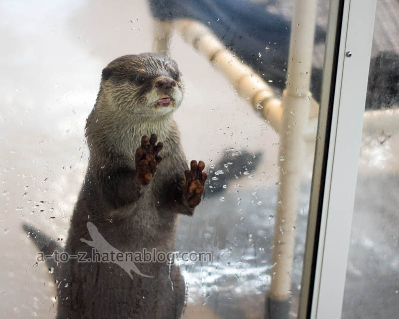 f:id:otters_yvonne:20201207101341j:plain