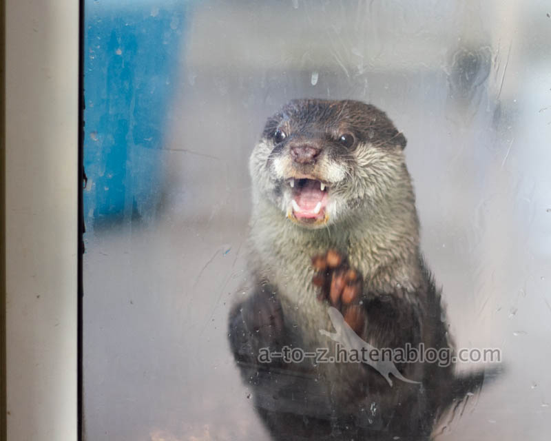 f:id:otters_yvonne:20201207101345j:plain