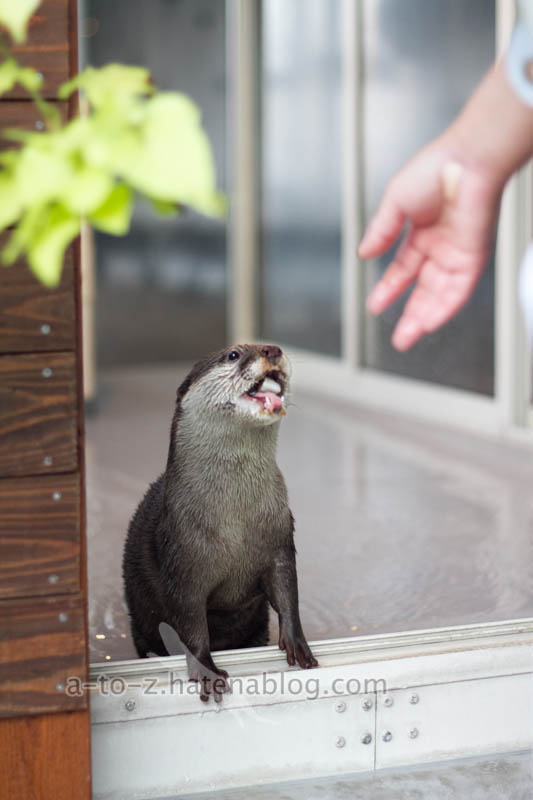 f:id:otters_yvonne:20201207101349j:plain