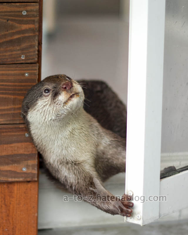 f:id:otters_yvonne:20201207101354j:plain