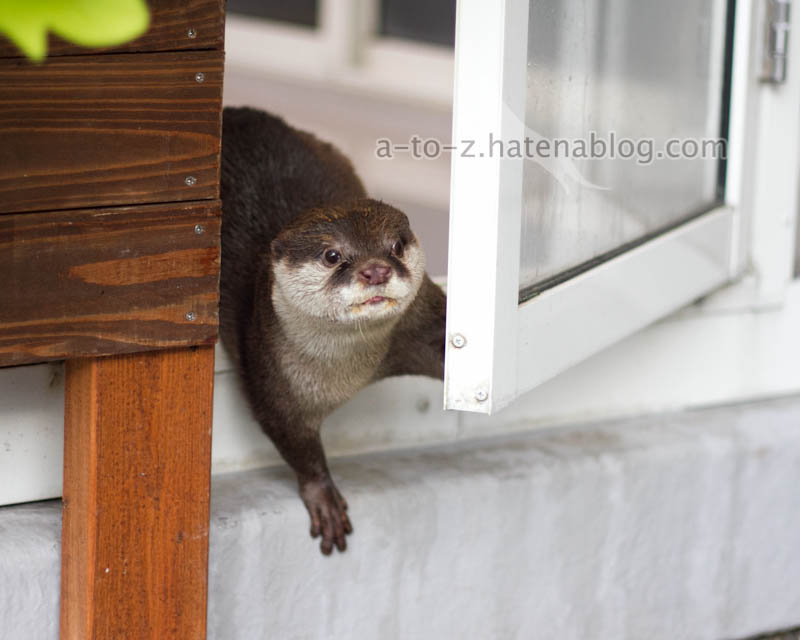 f:id:otters_yvonne:20201207101358j:plain