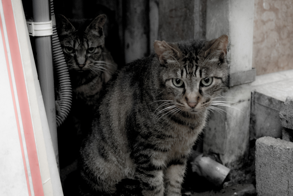 f:id:ottiee:20160626185440j:plain f:id:ottiee:20160626185440j:plain