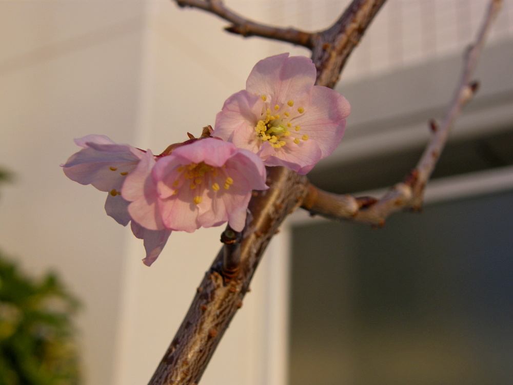 f:id:otypemako:20200305172658j:plain