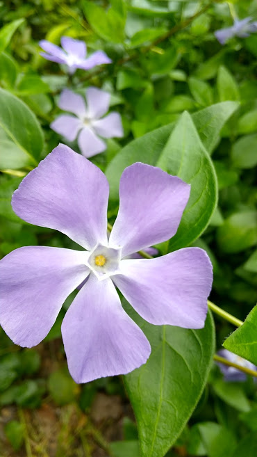 f:id:ouchi-no-necco:20200530233549j:plain