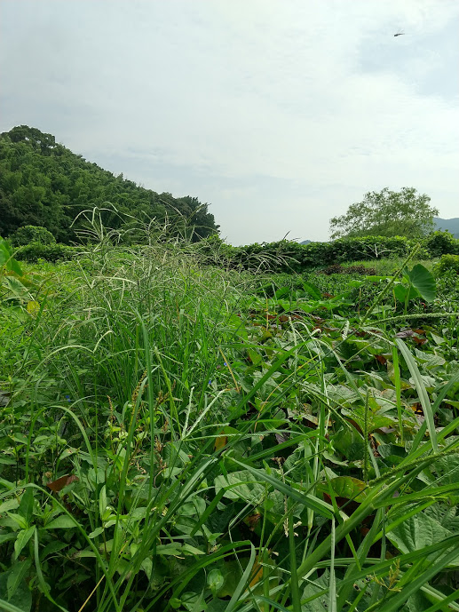 f:id:ouchi-no-necco:20200802205632j:plain f:id:ouchi-no-necco:20200802205632j:plain