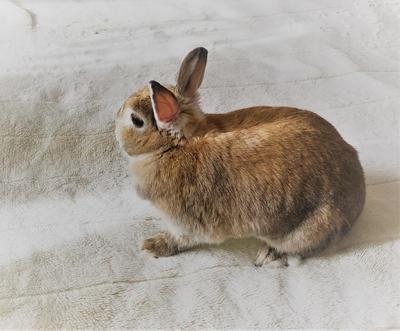 f:id:ouchibiyori:20190516123140j:plain f:id:ouchibiyori:20190516123140j:plain