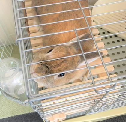 f:id:ouchibiyori:20190522124836j:plain f:id:ouchibiyori:20190522124836j:plain