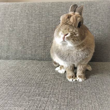 f:id:ouchibiyori:20190829170029j:plain